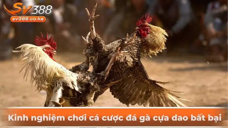 Kinh nghiệm chơi cá cược đá gà cựa dao bất bại
