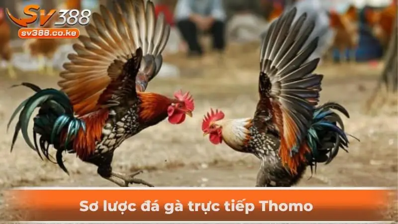 Sơ lược đá gà trực tiếp Thomo